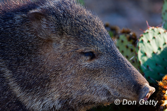 Javelina_MR8D3972
