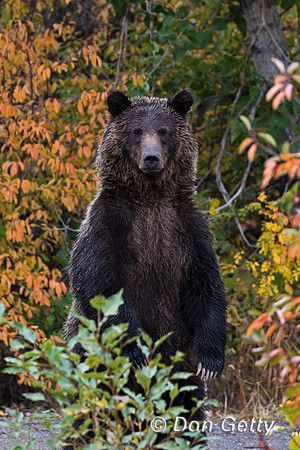 Bear_Grizzly_C8A0098