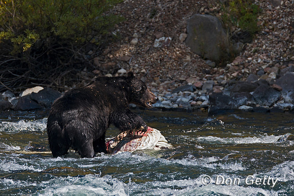 Grizzly Bear