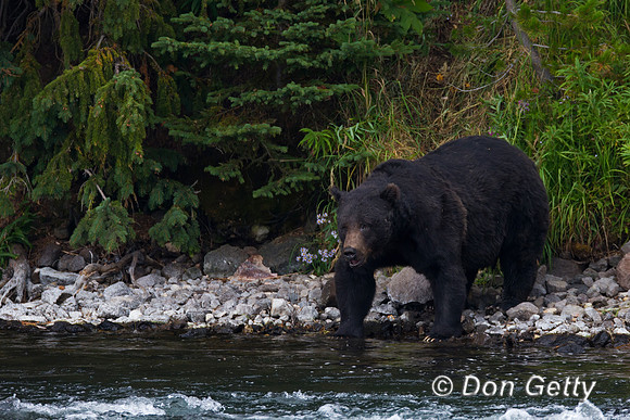 Grizzly Bear