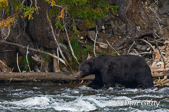 Grizzly Bear