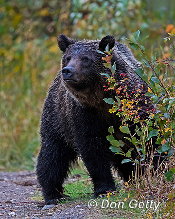 Bear_Grizzly_N7A1316