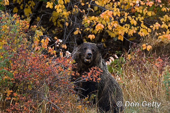 Bear_Grizzly_C8A0122