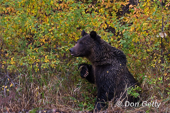 Grizzly Bear