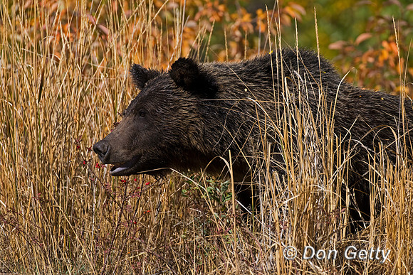 Grizzly Bear