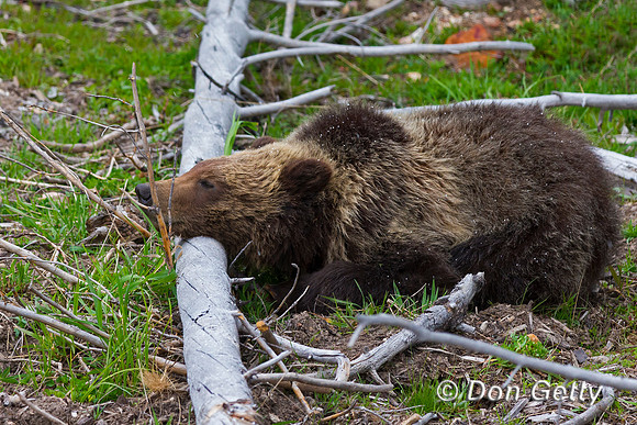 Grizzly Bear