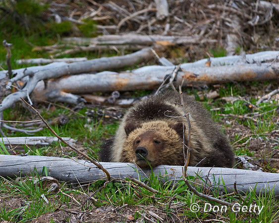 Grizzly Bear