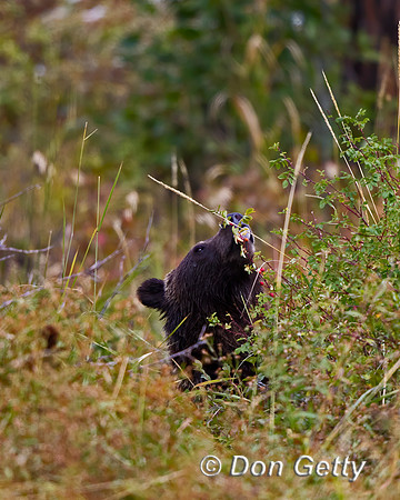 Grizzly Bear