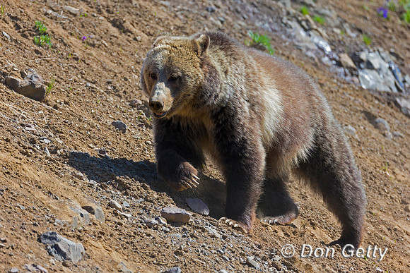Grizzly Bear