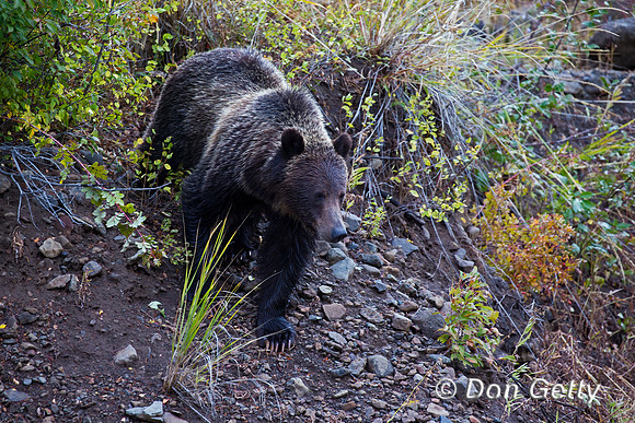 Grizzly Bear