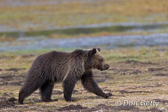 Grizzly Bear