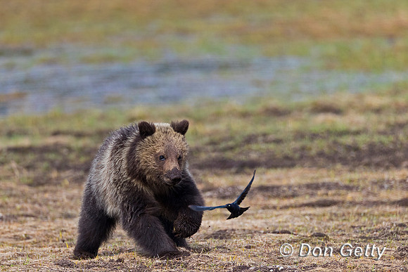 Grizzly Bear