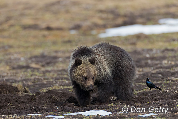 Grizzly Bear