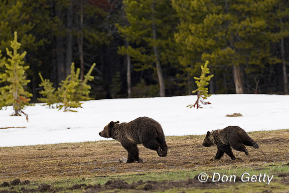 Grizzly Bear