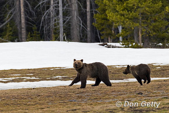 Grizzly Bear