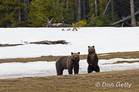Grizzly Bear