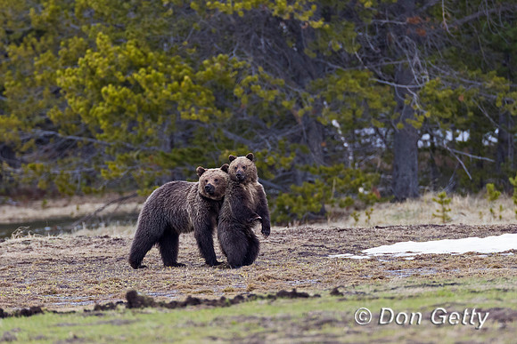 Grizzly Bear
