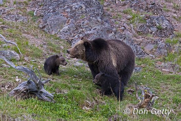 Grizzly Bear
