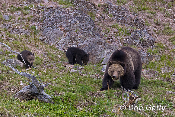 Grizzly Bear