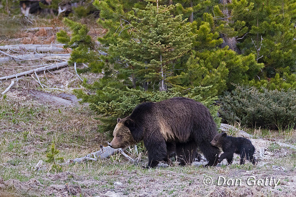 Grizzly Bear