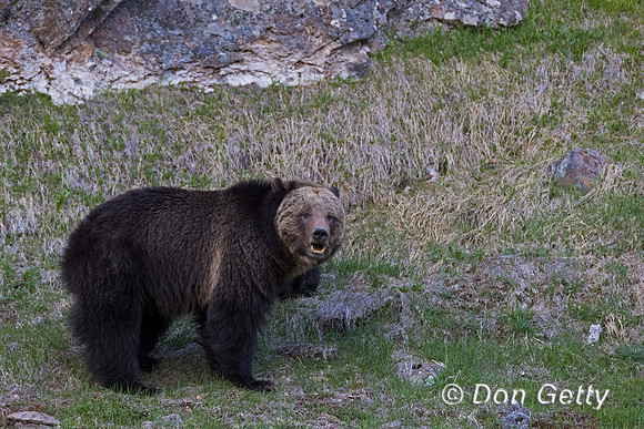 Grizzly Bear