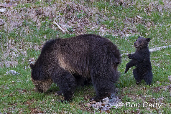 Grizzly Bear