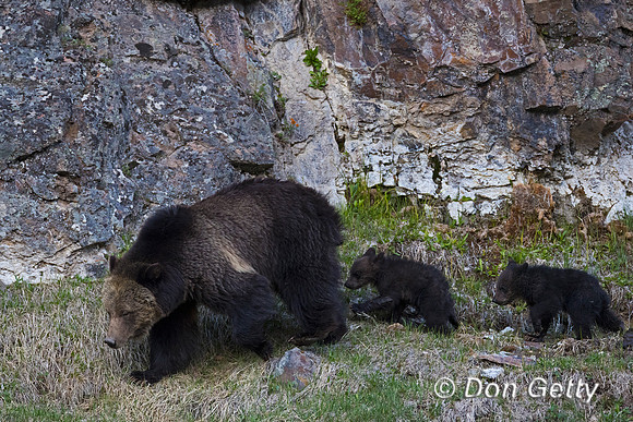 Grizzly Bear