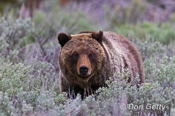 Grizzly Bear