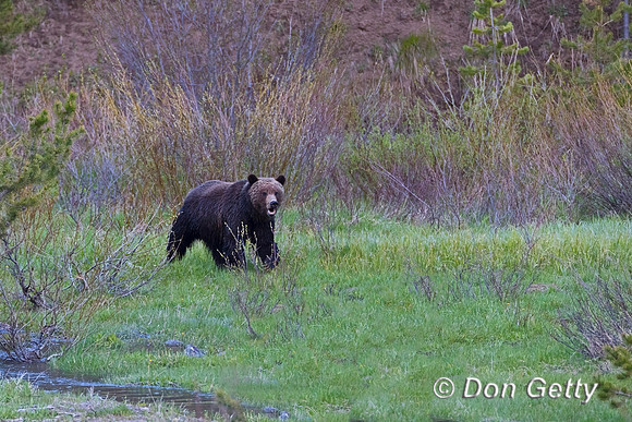 Grizzly Bear