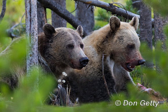 Grizzly Bear