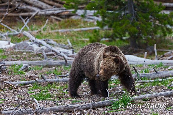 Grizzly Bear