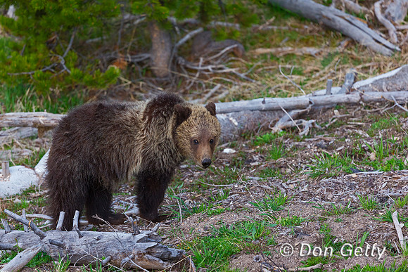 Grizzly Bear