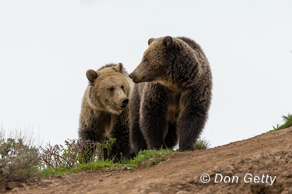 Grizzly Bear