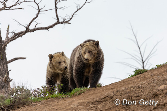 Grizzly Bear