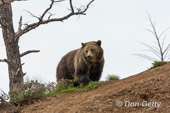Grizzly Bear