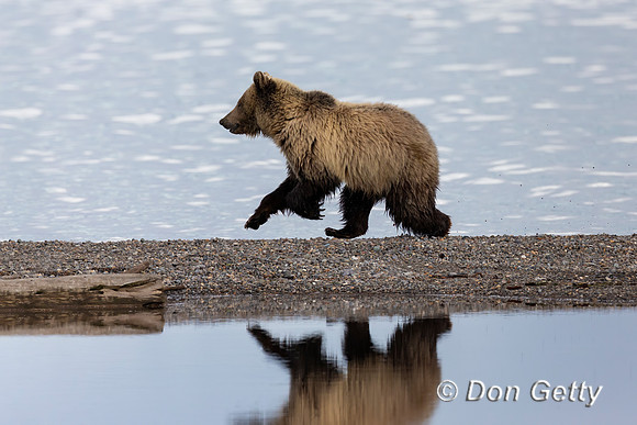 Grizzly Bear