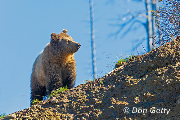Grizzly Bear