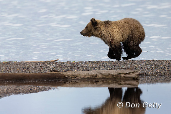 Grizzly Bear