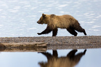North American Mammals