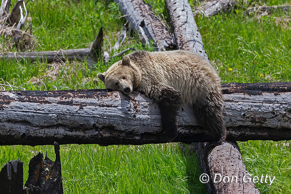 Grizzly Bear