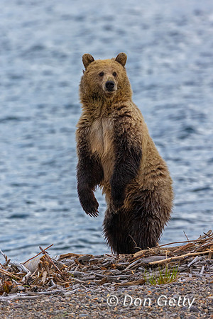 Grizzly Bear