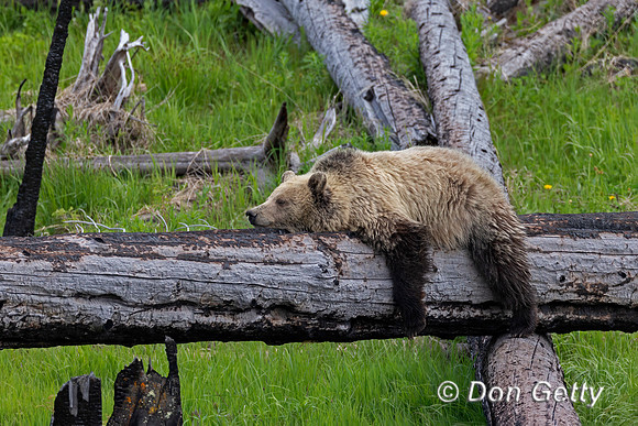 Grizzly Bear