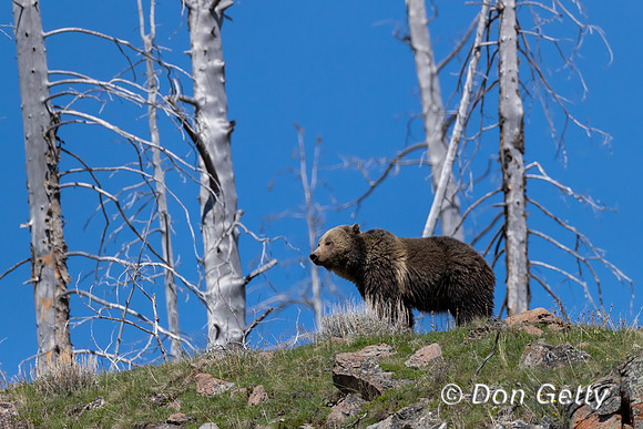 Grizzly Bear