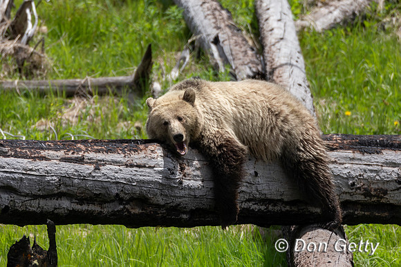 Grizzly Bear