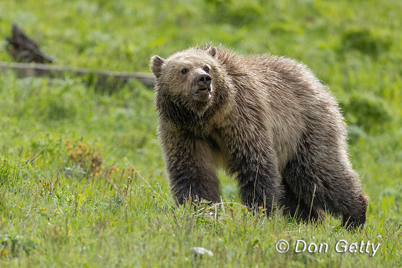 Grizzly Bear