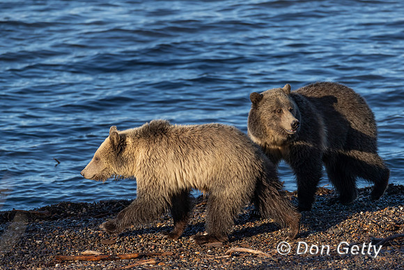 Grizzly Bear