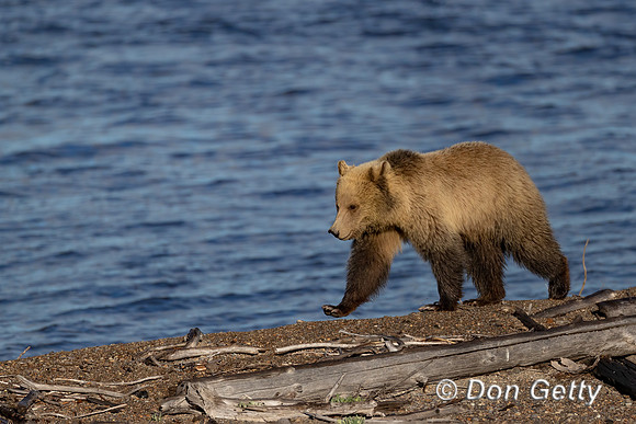Grizzly Bear