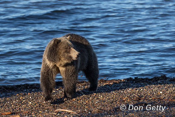 Grizzly Bear