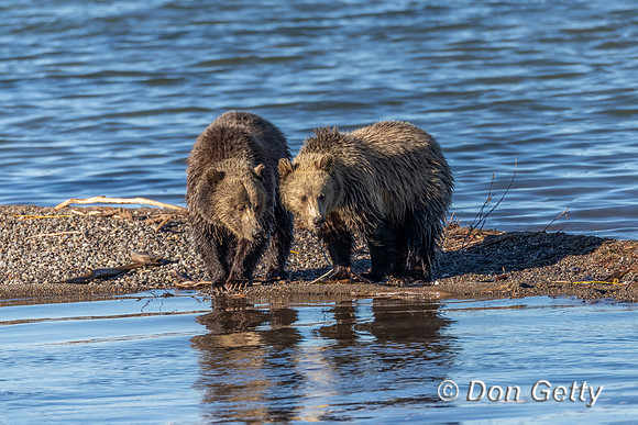 Grizzly Bear