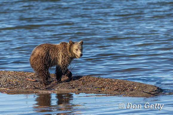Grizzly Bear